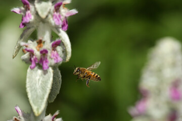 bee flying in garden