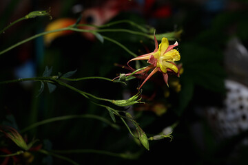 yellow flower in garden