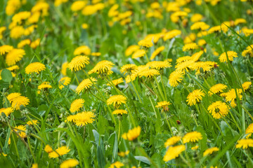 Field of yellow dandelions. Taraxacum officinale, the common dandelion - obrazy, fototapety, plakaty