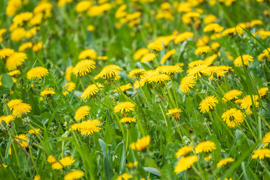 Fototapeta Field of yellow dandelions. Taraxacum officinale, the common dandelion