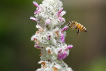 flying bee in garden
