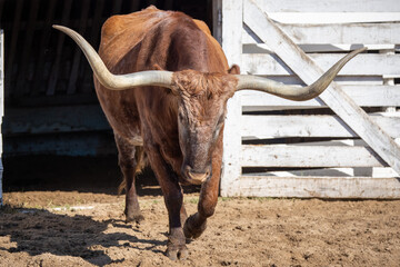 texas longhorn cow - obrazy, fototapety, plakaty