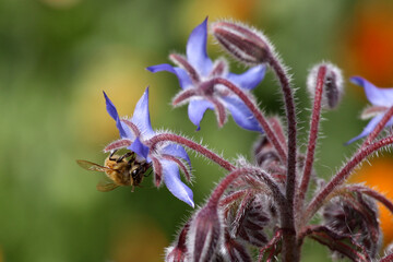 bee on flower