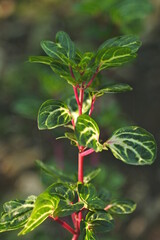 wild strawberry plant