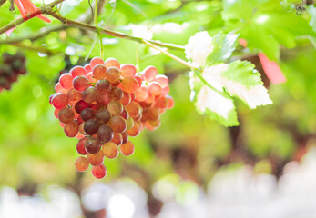 Bunch of grapes that are near ripe in the vineyard.