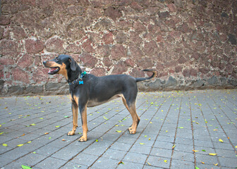 Transylvanian hound dog breed in the park