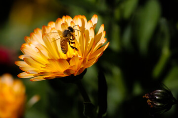 bee on flower