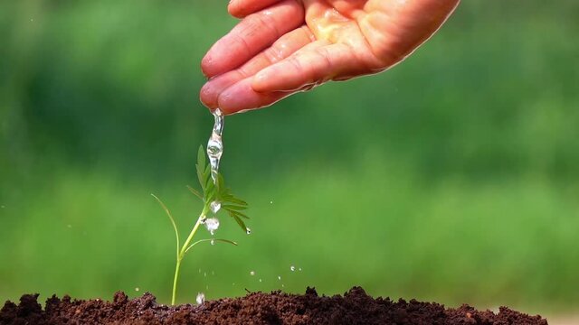 Watering a small tree for save the earth and natural , clean ecology in natural.