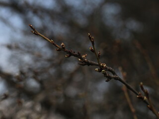 A bird perched on a tree branch