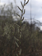 A plant in front of a tree