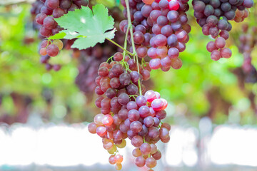 Bunch of grapes that are near ripe in the vineyard.