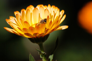 bee on a flower