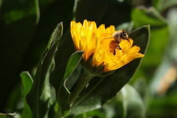 bee on yellow flower