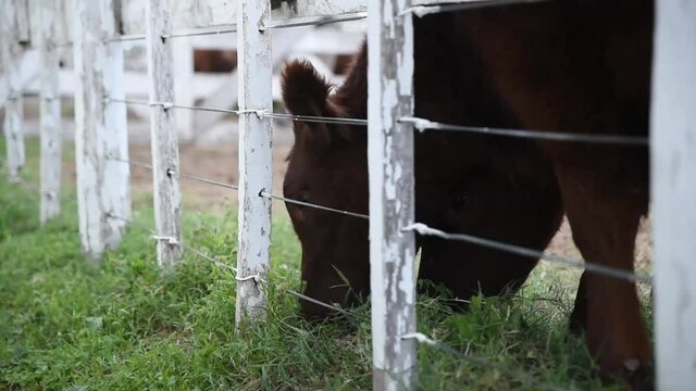 Vaca pastando