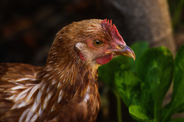 chicken