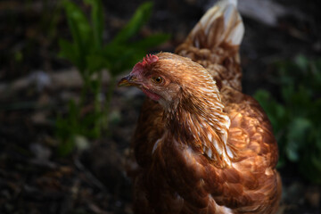 chicken