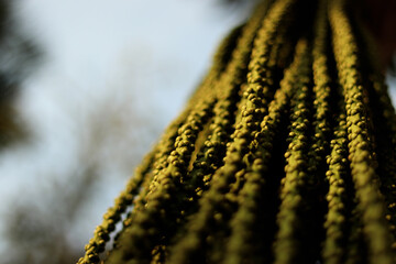 weird plant