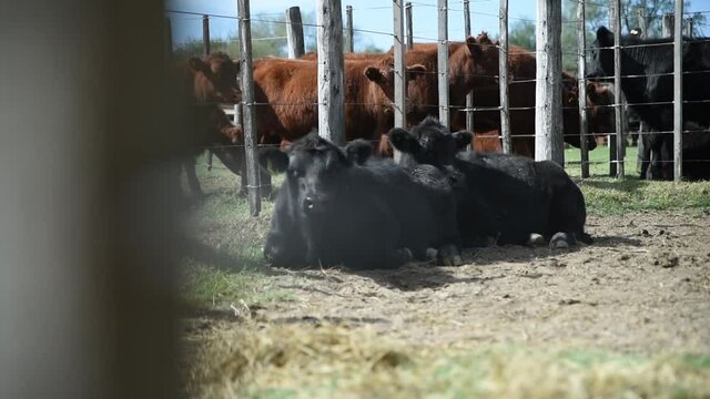 Vacas en corral