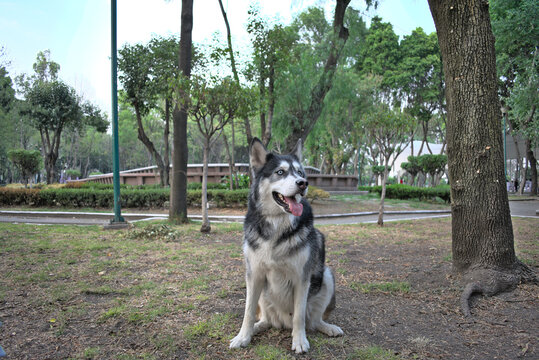 blue eyed husky dog in the park