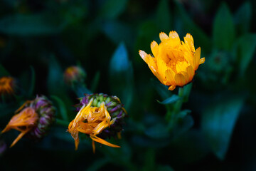 yellow flowers in garden