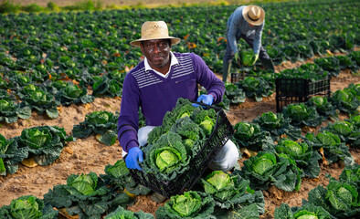 Afro american man professional farmer holding box full of organic cabbage in a farm field - obrazy, fototapety, plakaty