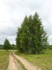 rural field, a lonely birch and a dirt road