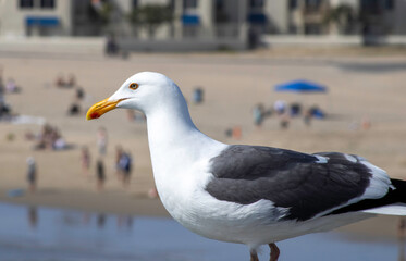 seagull on the pier
