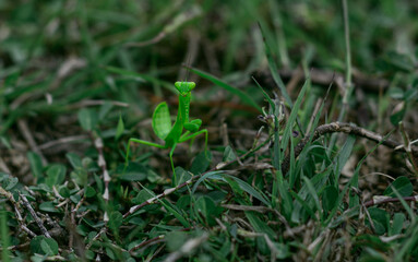 Green grasshopper on the ground looking for a prey.