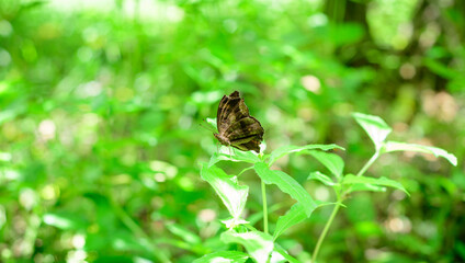 Brown butterfly perched on a green leaf.