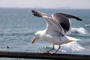 seagull by the sea