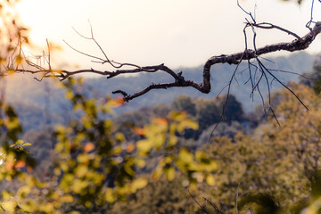 Leafless dead tree branch in front of the distant mountain view in the evening.