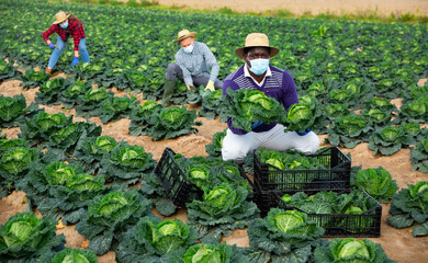 African-american farmer in protective mask harvesting cabbage in a farm field