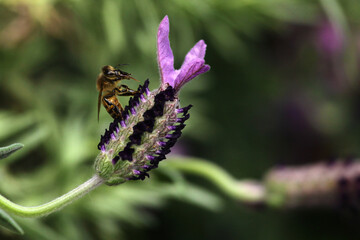 bee on lavender