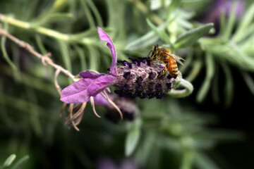bee on lavender