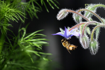 bee on flower