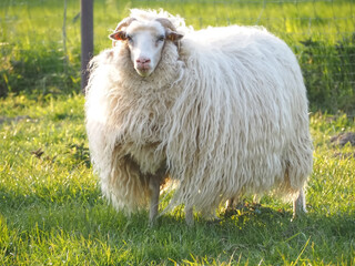 White single aries sheep with horns and long wool on a meadow