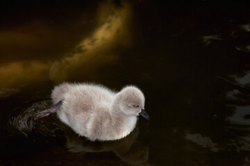 cygnet on pond with fish