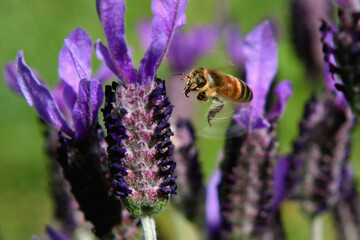 bee flying on lavender