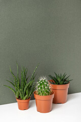 Home plants. Succulents and cactus in brown pots on table, green background. Close-up, Front view