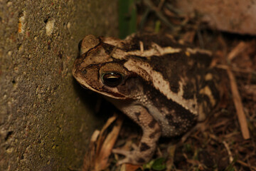 A closeup shot of a common toad