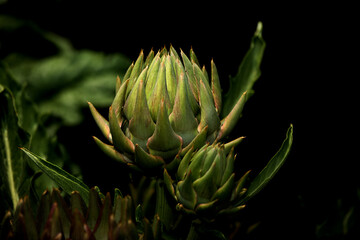 artichoke on a green background