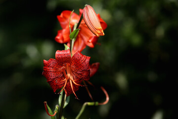 red hibiscus flower