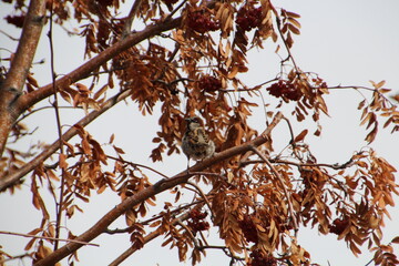 Bird Looking Around, Edmonton, Alberta