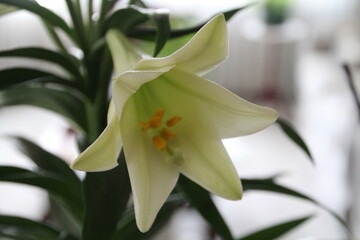 Lily In Bloom