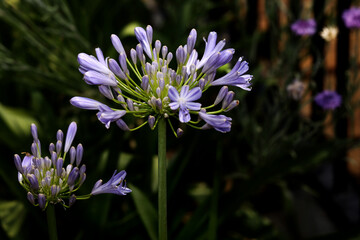 close up of a purple flower