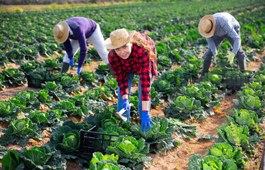 Positive european woman picking harvest of green cabbage on the field