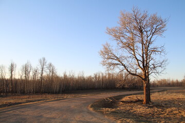 Evening Road, Elk Island National Park, Alberta