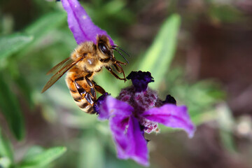 bee on a flower