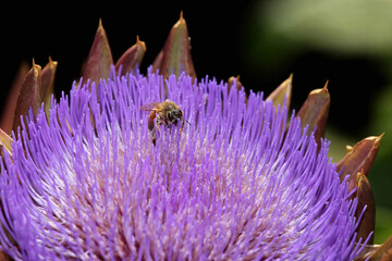 bee inside purple artichoke flower