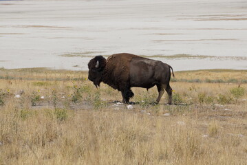 Bison Antelope Island Utah